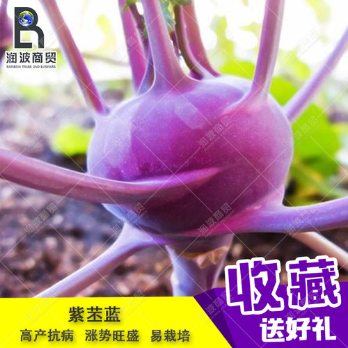紫苤兰荷兰bejo进口紫色苤蓝球茎甘蓝大头菜圆头大田高产紫芥蓝