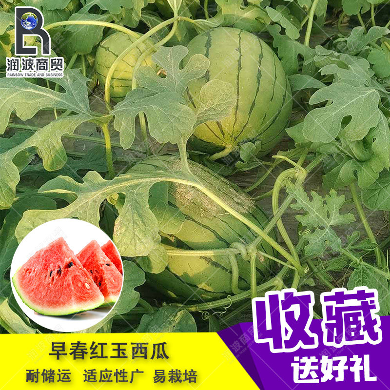 早春红玉西瓜种子薄皮红瓤超甜小家庭园艺种子