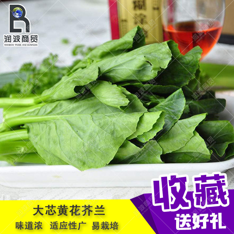 农家广东芥兰耐热菜园种子包邮