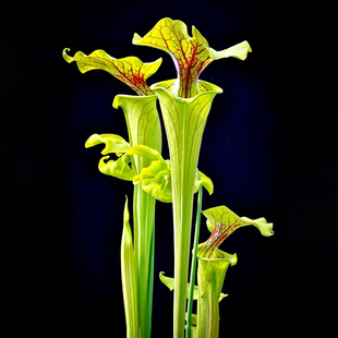 趣味情绪价值食虫植物瓶子猪笼驱蚊草捕蝇好养观叶花盆栽花卉绿植