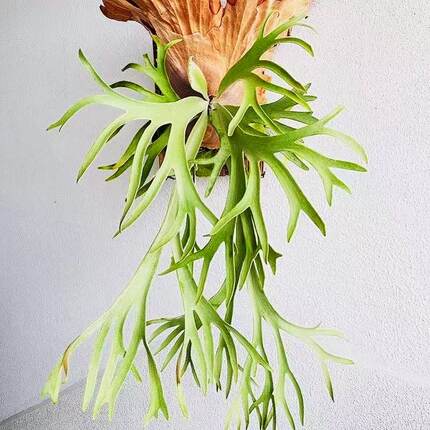 未上板亚猴何其美二歧象耳爪哇侏儒鹿角蕨观叶好养耐阴热花卉绿植