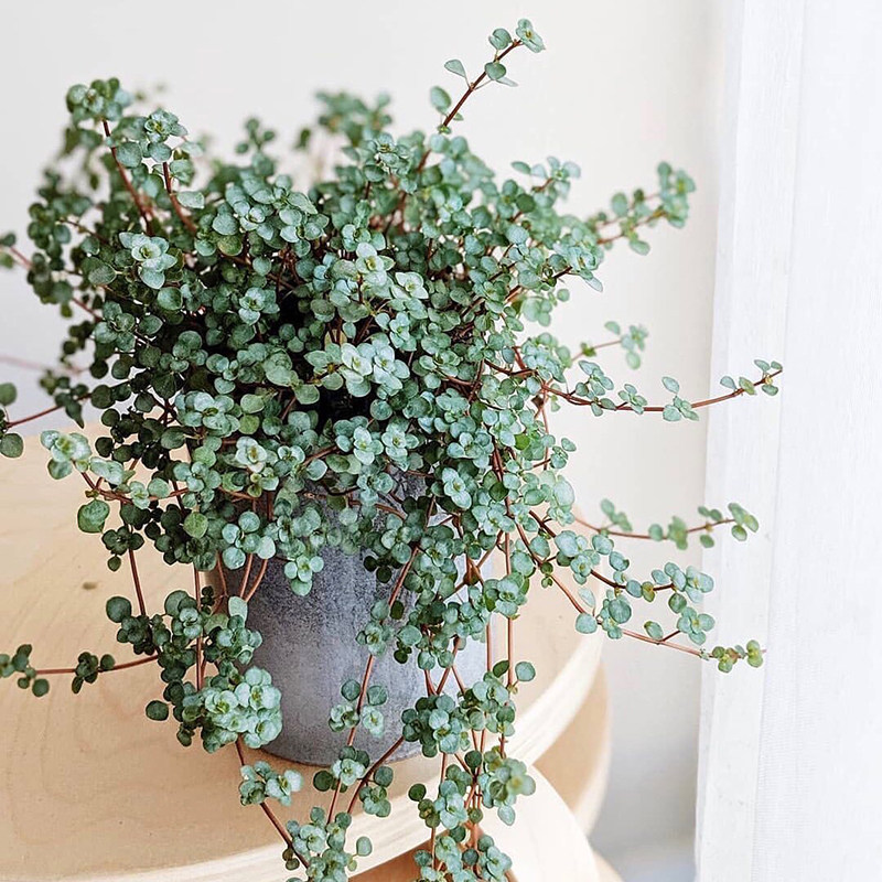 ������ˮ����̨���澻������������ˮ����12CM�����裩  22.32Ԫ