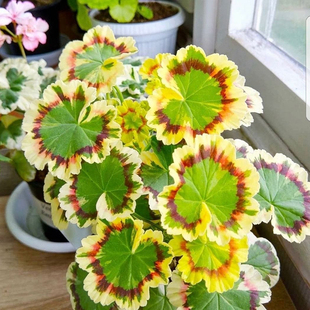 三色旗奎尔特夫人银婚单重瓣观花叶四季好养花卉绿植盆栽情绪价值