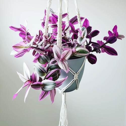 油画婚礼吊兰室内阳台花园四季