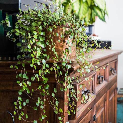 悬挂垂吊千叶兰室内外净化空气