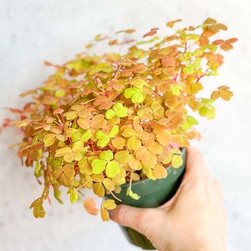 观花叶酢浆草室内外阳台四季