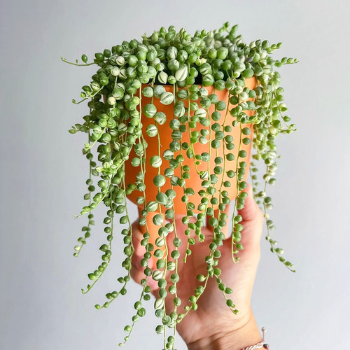 佛珠情人泪垂吊兰懒人多肉植物
