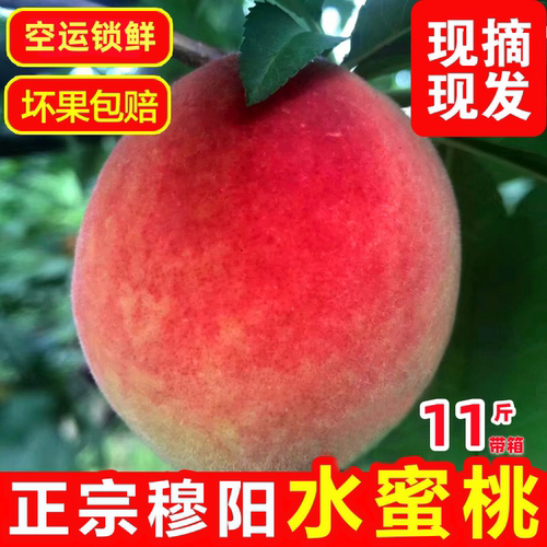 2026新果福安穆阳水蜜桃爆甜香甜