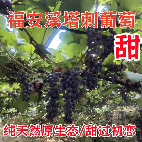福安穆阳溪塔刺葡萄现摘现发酿酒野生赤珠小葡萄孕妇时令鲜果泡酒