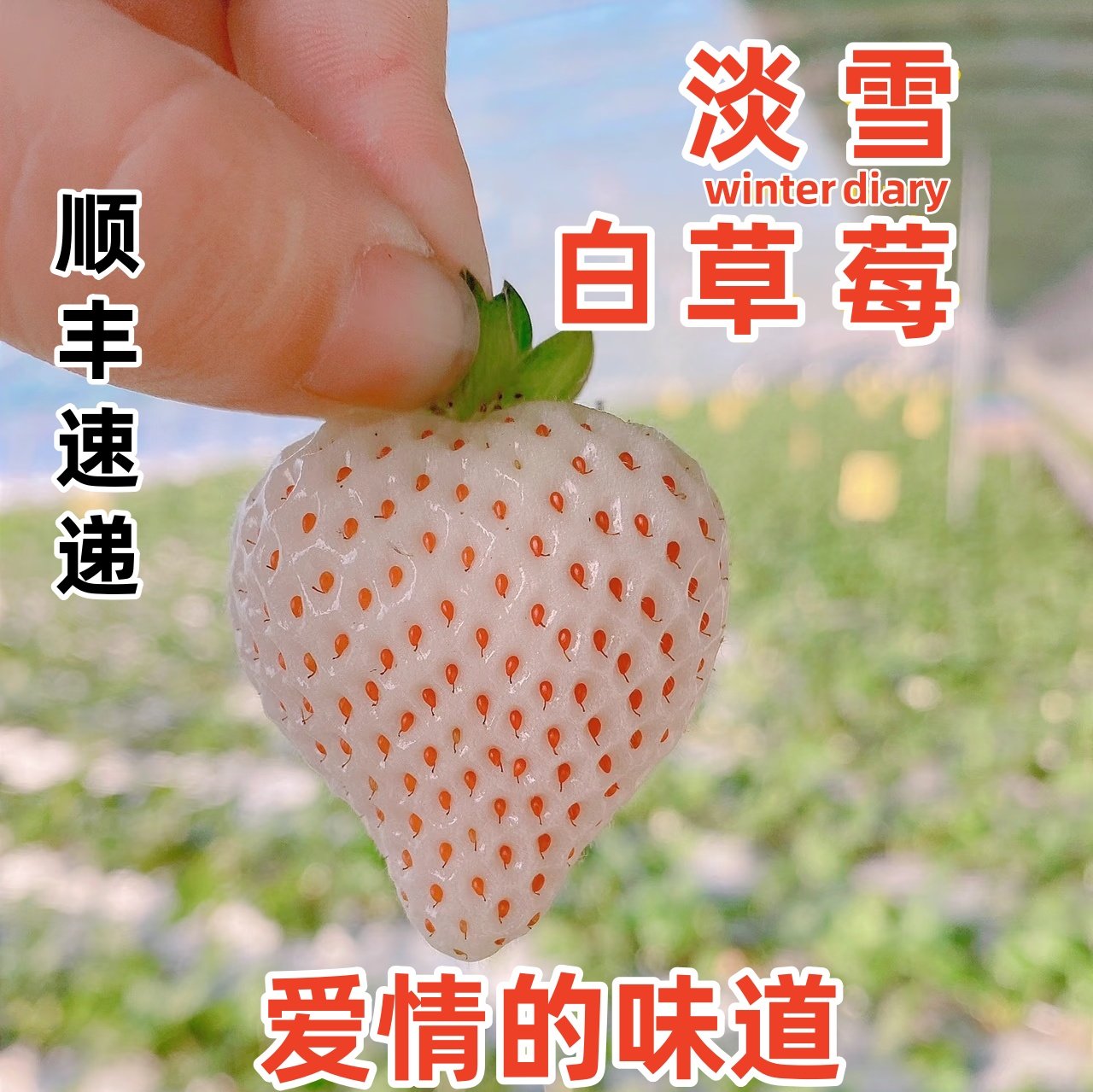【顺丰速递】淡雪白草莓鲜果粉玉草莓现摘新鲜果高端送礼白雪公主