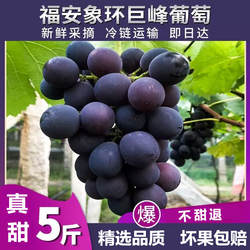 福安象环巨峰葡萄9斤礼盒装大棚无公害葡萄 应季孕妇水果 非浦江5