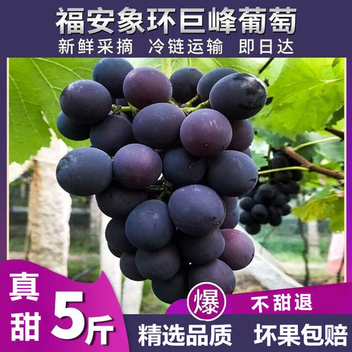 正宗福安象环巨峰葡萄现摘鲜果