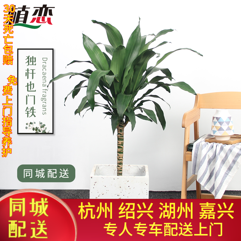 绿植单杆青叶北欧杭州同城巴西铁