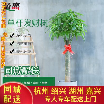 杭州发财树室内盆栽开业送礼乔迁新居办公写字楼同城配送