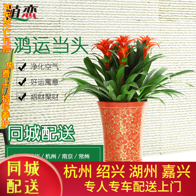 鸿运当头盆栽盆景花卉绿植四季开花办公室前台接待绍兴宁波杭州,鲜花速递/花卉仿真/绿植园艺,大型绿植/成品组合盆栽,淘宝优惠券,粉丝福利购,淘宝优惠卷