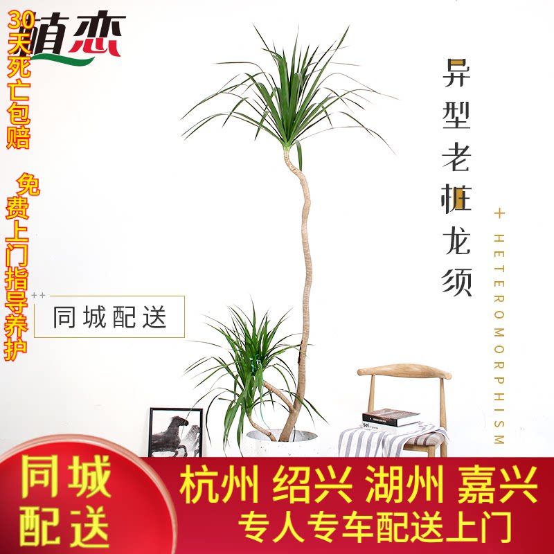 异形老桩龙须龙血树 室内客厅盆栽绿植园艺观赏净化空气 杭州同城