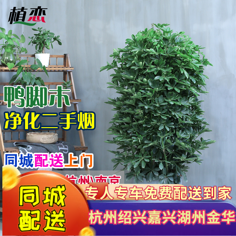 鸭脚木八方来财鹅掌柴发财树大型绿色植物花卉室内美观去杭州宁波