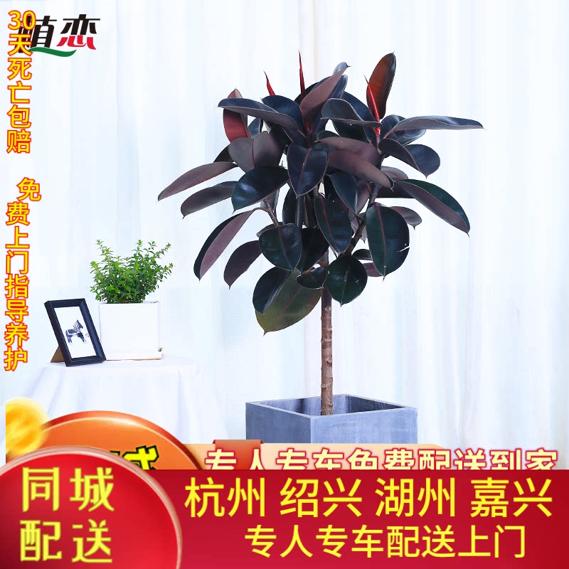 绿植橡皮树黑金刚宁波杭州盆栽