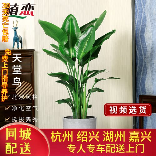 天堂鸟鹤望兰盆栽花卉杭州宁波