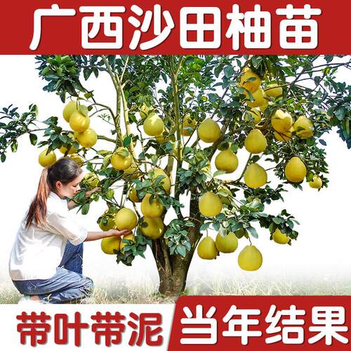 种沙田柚价格 种沙田柚图片 星期三