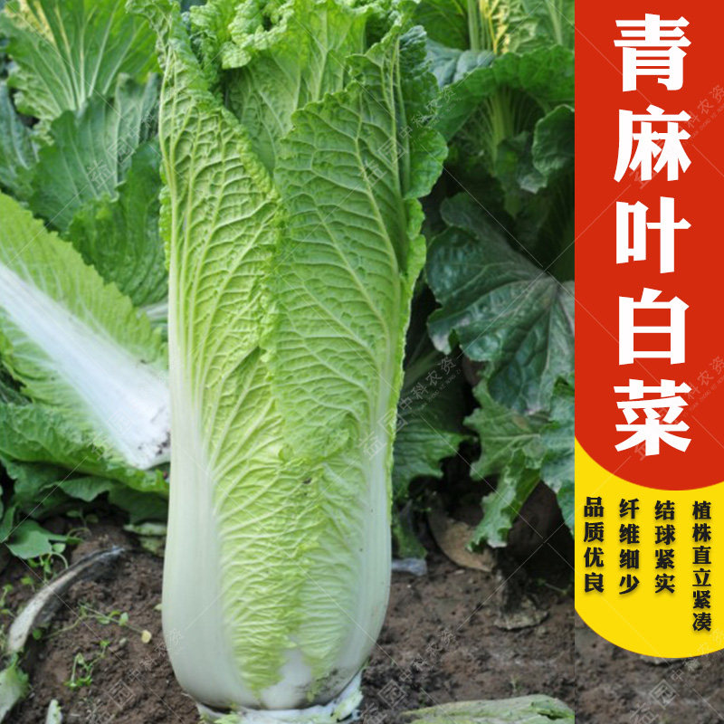 天津青麻叶大白菜种子 青菜高邦农家田园秋季四季播蔬菜 早熟高产