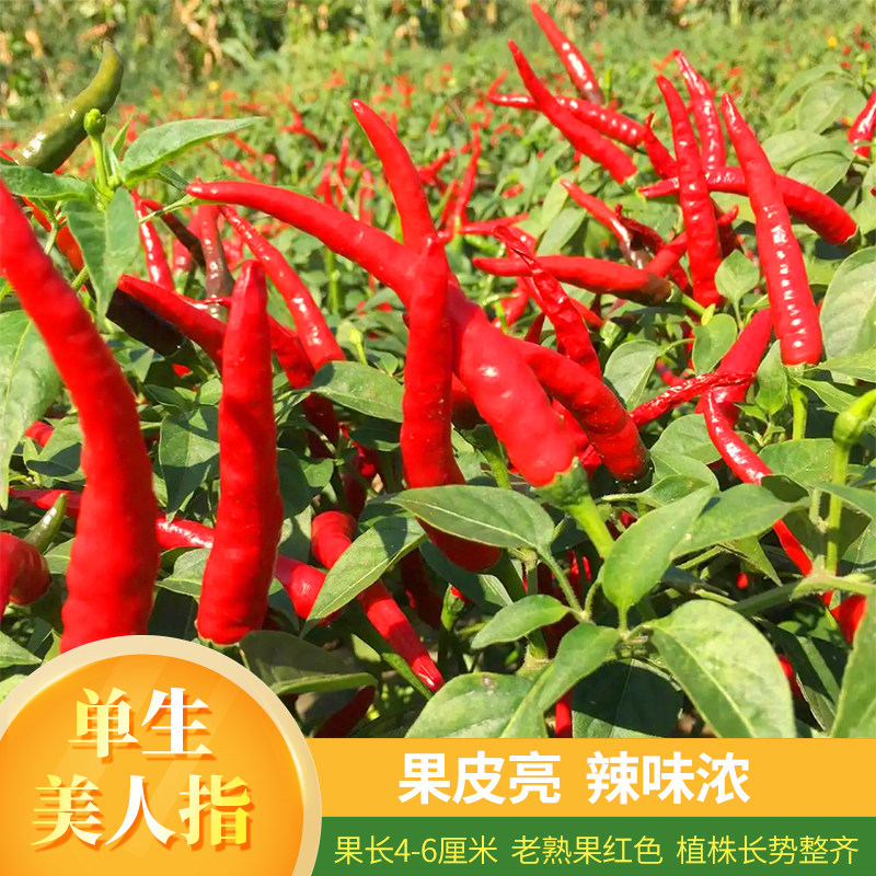 单生朝天椒种子辣椒特辣味浓小米辣早熟高产盆栽春秋四季播蔬菜籽