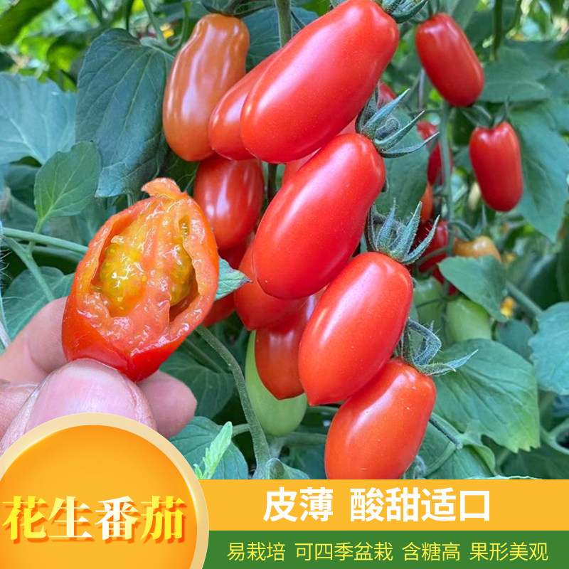 花生番茄种子生吃超甜小柿子春四季阳台盆栽早熟高产圣女果种籽孑