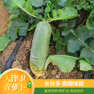 青皮水果萝卜种子生吃超甜脆天津卫青沙窝秋冬四季冰糖心罗卜种籽