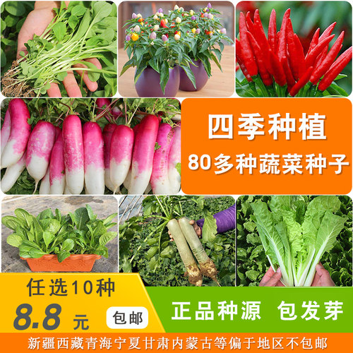 蔬菜种子阳台四季农家