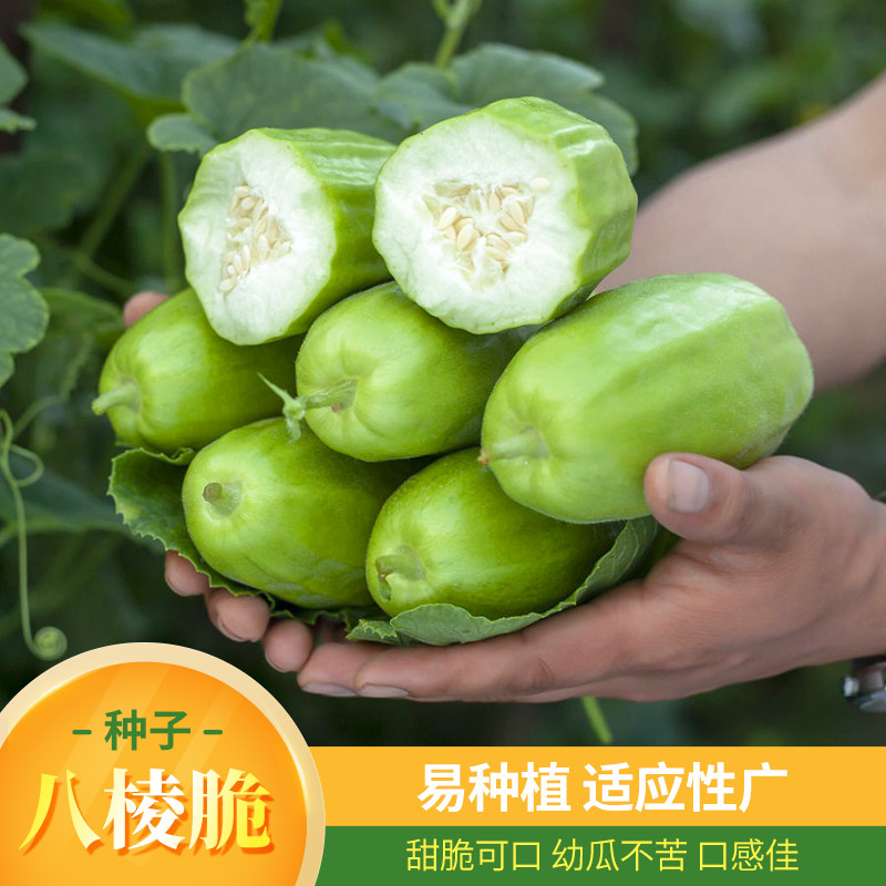 八棱脆瓜种子酥瓜甜瓜捎瓜菜瓜脆瓜春四季盆栽早熟高产北方水果籽