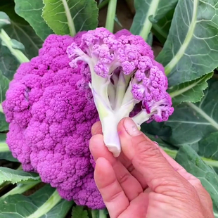 紫色花椰菜种子彩色花菜晚熟四季阳台盆栽蔬菜高产菜花西兰花籽