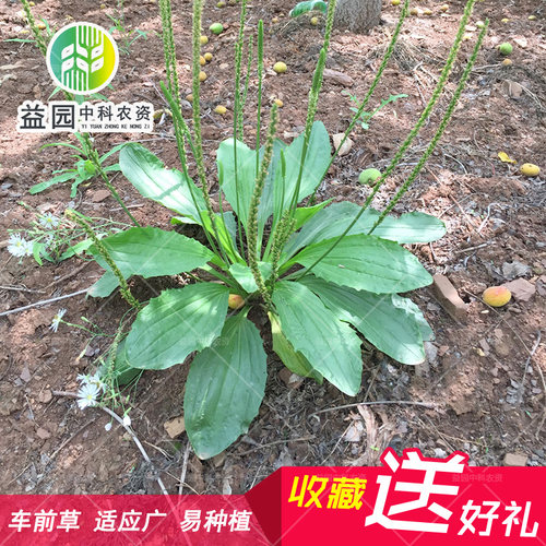 车前草野菜庭院阳台盆栽种子