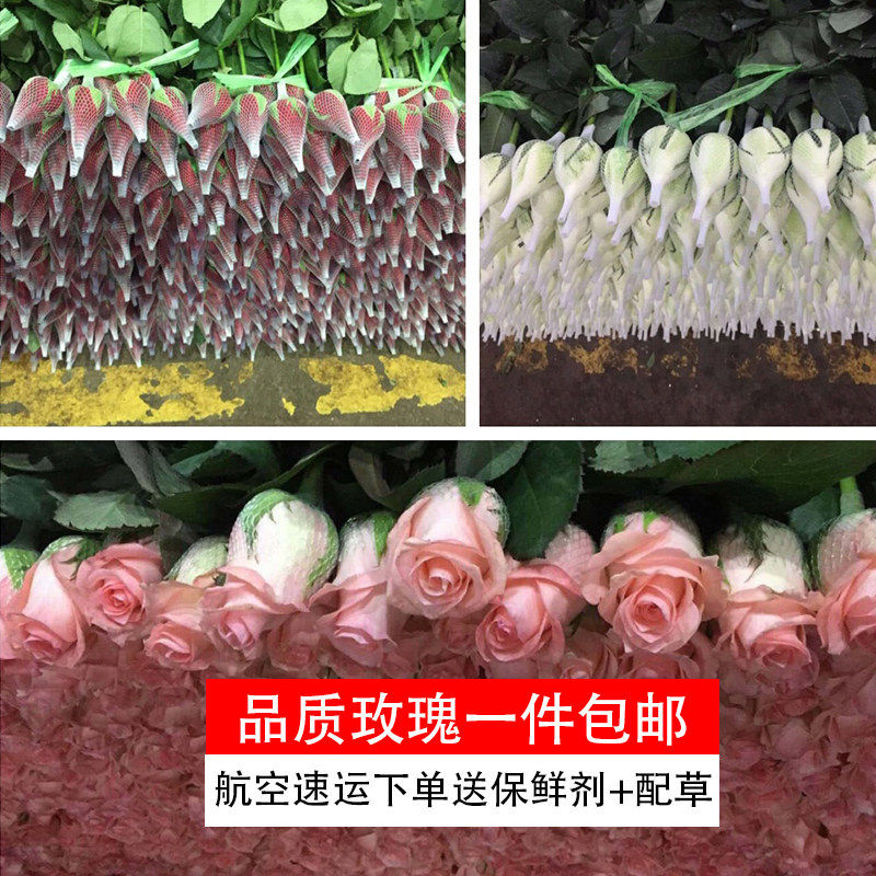 新鲜玫瑰红玫粉玫戴安娜卡罗拉坦
