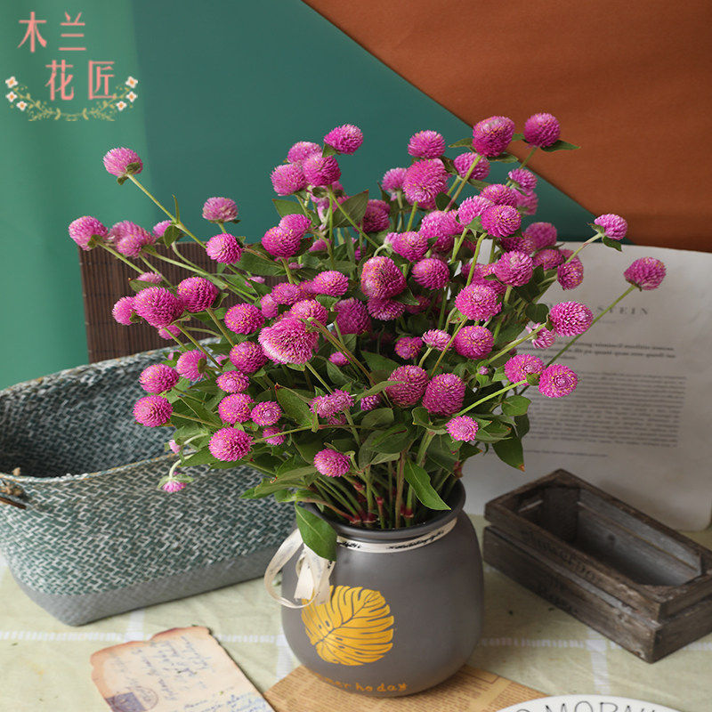 云南昆明千日红鲜花现切可做干花搭配家庭办公室插花空运一件包邮