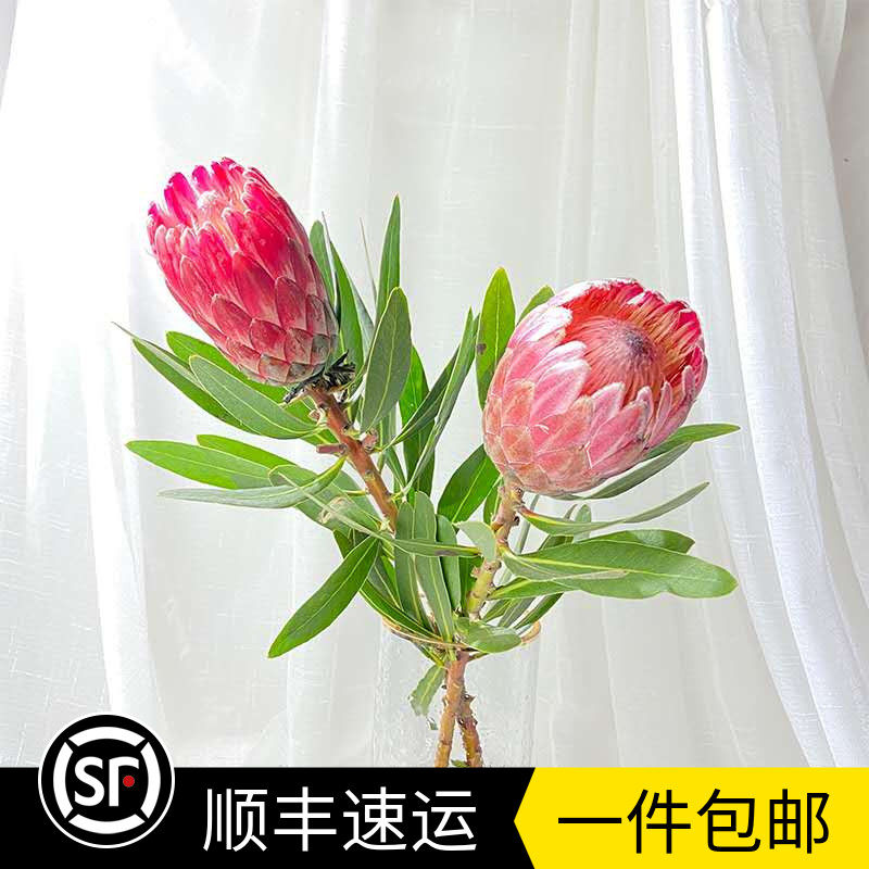 新鲜南非公主帝王鲜花水养可做干花婚礼宴会用花云南基地直发包邮