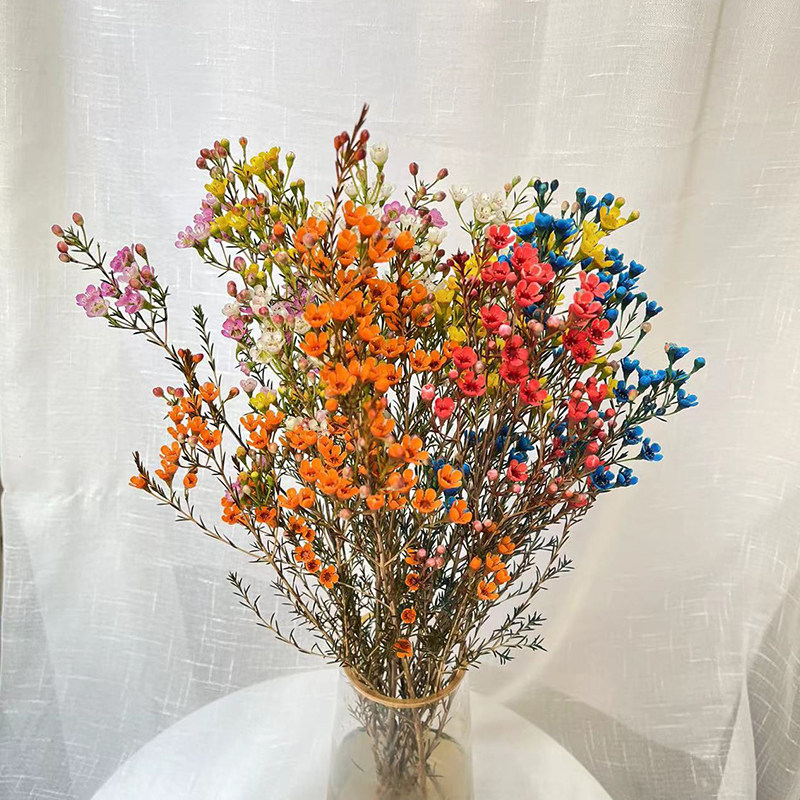 多色 进口澳洲腊梅 澳梅雪柳新鲜家庭办公室水养花卉云南基地直发