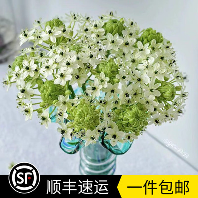 雀梅199朵天鹅绒婚礼情人节
