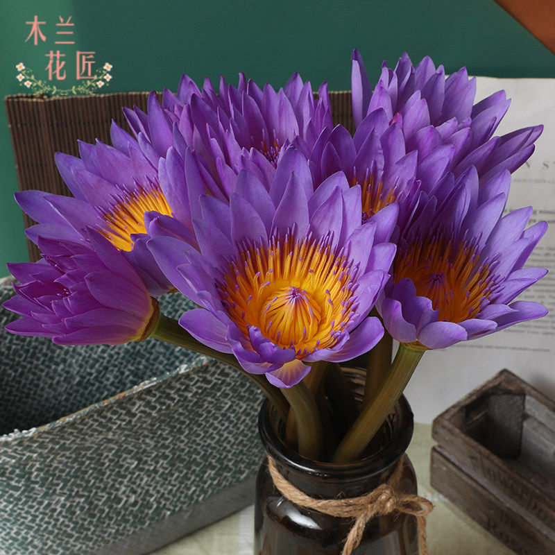 新鲜荷花基地直发水养睡莲包邮