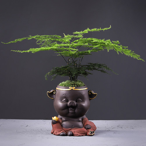 文竹盆栽植物室内净化空气办公室绿植花卉招财猪盆栽盆景四季现货