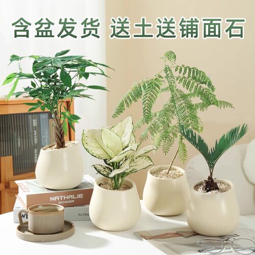 发财树绿植物盆栽客厅办公室好养花卉富贵竹桌面多肉小盆景摆现货