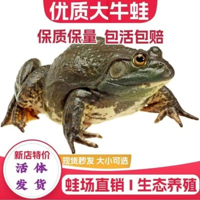 鲜活牛蛙保温发货包活到家