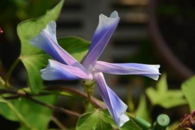 爬藤阳台窗台庭院夏秋牵牛花