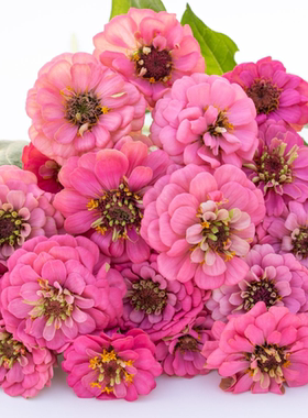 耐热夏植 百日草俄克拉荷马粉红色 重瓣新品大花盆栽阳台庭院地栽