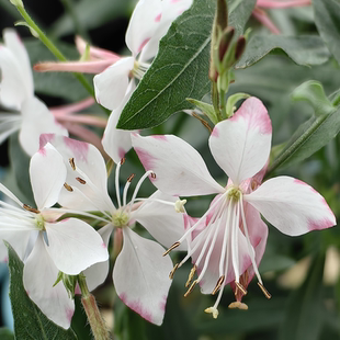 苗耐热 草莓吻山桃草 新品千鸟花多年生植物阳台庭院盆栽地栽好养