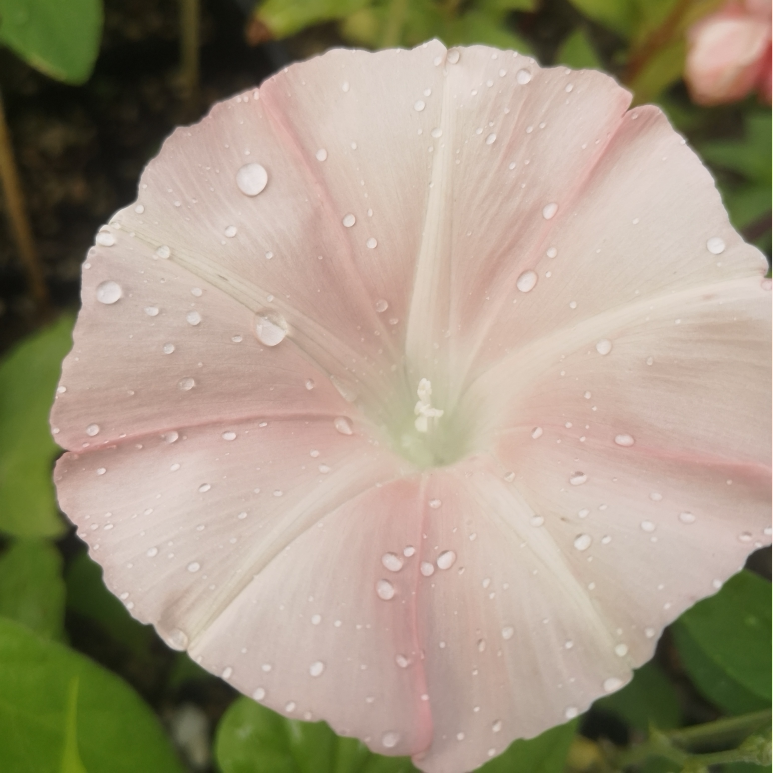 皇家芭蕾舞爬藤牵牛花 丰花耐热大花日系朝颜阳台盆栽庭院 38包邮