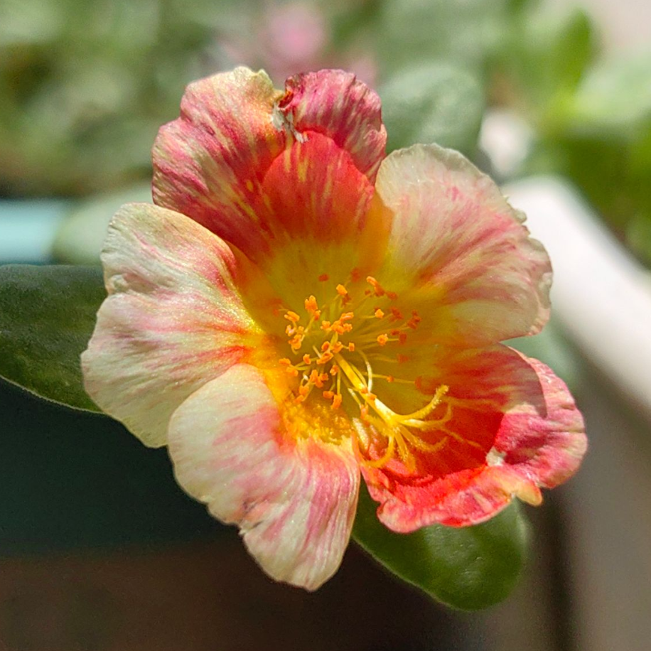 耐热易活新品 幻彩 宽叶单瓣太阳花马齿苋宿根多年生盆栽地栽花卉