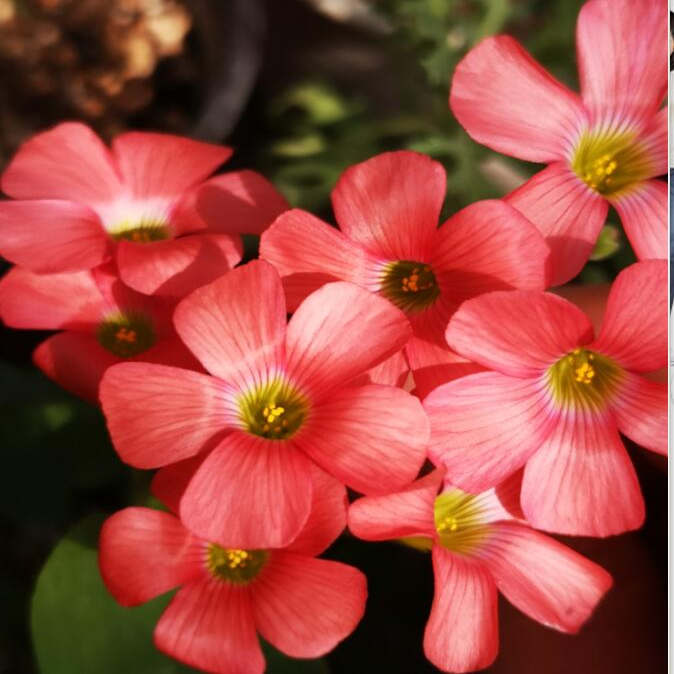 秋植大花量早花 粉色杏仁饼酢浆草 pink apricot pie 宜盆栽阳台