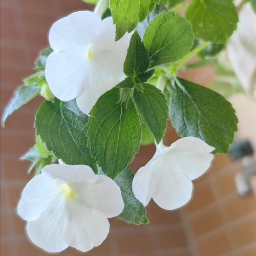 耐热耐阴长筒花 月石 moonstone 宜阳台窗台盆栽苦苣苔科纯白色花