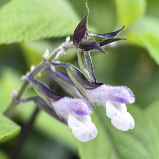 菲利斯的爱鼠尾草 耐寒热宜盆栽地栽窗台阳台花好养喜阳 满38包邮