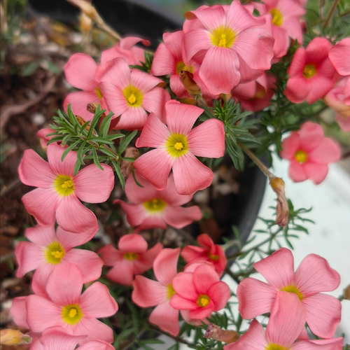 秋植早花酢浆草 鲑鱼长发 Hirta salmon宜阳台盆栽庭院窗台38包邮